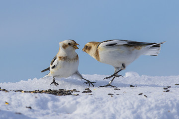 snow buntings in winter