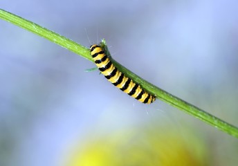 Die Raupe des Jakobskrautbär (Tyria jacobaeae), sie imitieren die typische schwarz-gelbe Warnfarbe der Wespen (Mimikry) um sich zu schützen