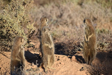 A cute meerkat family in the desert of Oudtshoorn behind a big green tree, South Africa