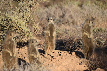 A cute meerkat family in the desert of Oudtshoorn behind a big green tree, South Africa