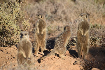 A cute meerkat family in the desert of Oudtshoorn behind a big green tree, South Africa