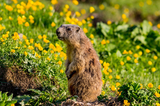 Cute alpine marmot standing guarding as sentinel in the European Alps (Malbun, Liechtenstein) in front of springflower field