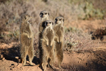 A cute meerkat family in the desert of Oudtshoorn behind a big green tree, South Africa