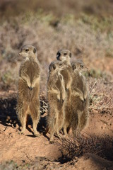 Naklejka na ściany i meble A cute meerkat family in the desert of Oudtshoorn behind a big green tree, South Africa