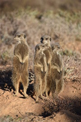 A cute meerkat family in the desert of Oudtshoorn behind a big green tree, South Africa