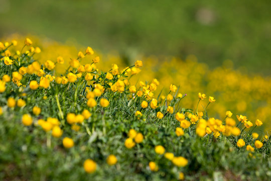 Springtime in the mountains: Lush field of buttercups in the European Alps (Malbun, Liechtenstein)