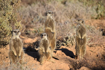 A cute meerkat family in the desert of Oudtshoorn behind a big green tree, South Africa