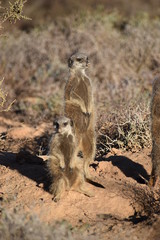 Naklejka na ściany i meble Two cute meerkats in the desert of Oudtshoorn, South Africa