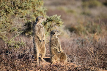 Naklejka na ściany i meble Two cute meerkats in the desert of Oudtshoorn, South Africa
