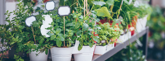 Homegrown herbs seedling pots