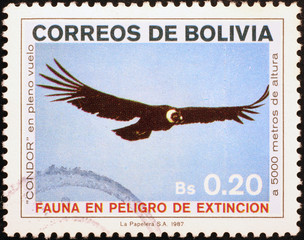 American Condor on bolivian postage stamp