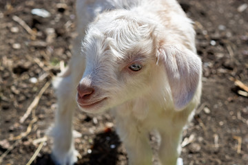 Obraz premium A week old little, cute white yeanling on the farm.