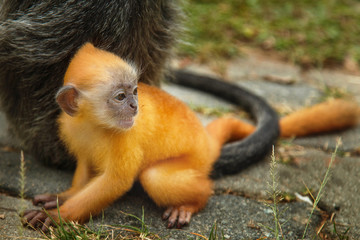 Newborn baby orange silvered leaf monkey cub feeding from his mother
