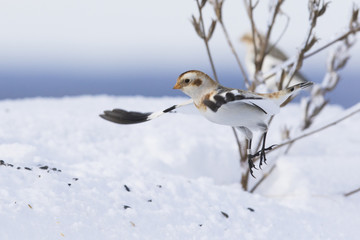 snow buntings in winter