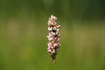 Dwa żuki na kwiatku