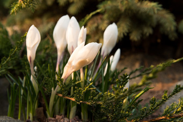 white crocuses in the garden in the spring