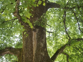 Sauerstoff - stattlicher Lindenbaum mit frischen Blättern im Frühling