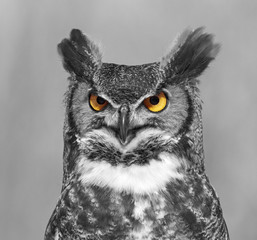 great-horned-owl portrait, black and white