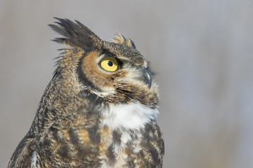 great-horned-owl portrait
