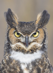 Naklejka premium great-horned-owl portrait