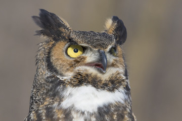 great-horned-owl portrait