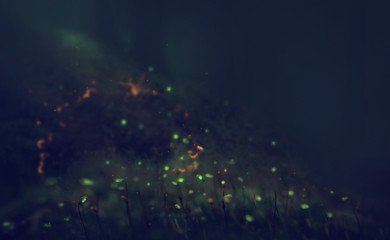 Fototapeta na wymiar magical light of a night beautiful dark forest