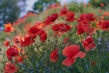 Obraz na płótnie Canvas Red poppy flowers. Poppy flowers and blue sky in a field with bees and bumblebees