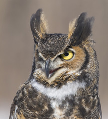 great-horned-owl portrait