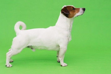 Jack Russel Terrier Dog on a Green Background