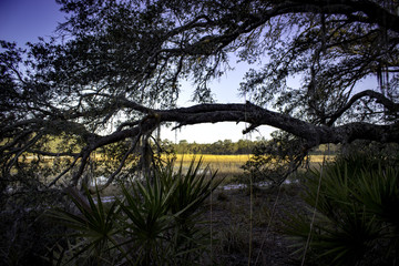 Tree lined Shore View