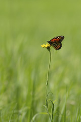 Butterfly and a flower on sunny day