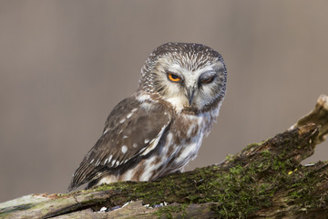  northern saw-whet owl portrait