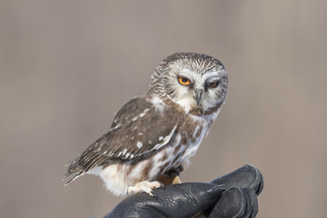  northern saw-whet owl portrait