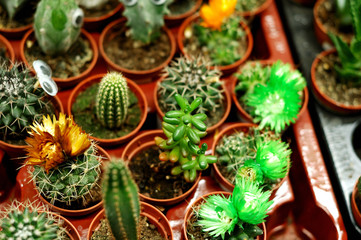 Many different blooming cacti in a flower shop.
