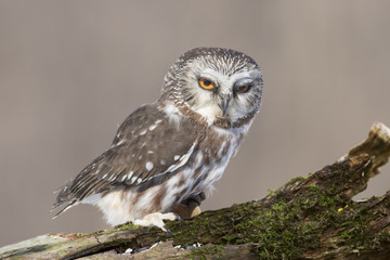  northern saw-whet owl portrait