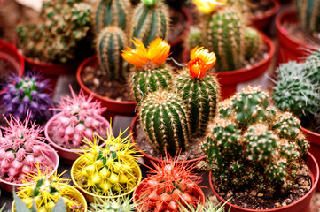Many different blooming cacti in a flower shop.
