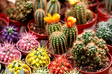 Many different blooming cacti in a flower shop.
