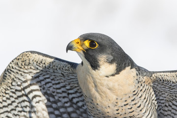 peregrine falcon portrait