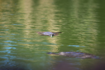 Turtle sitting in the water on a pond with green algae