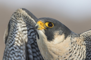 peregrine falcon portrait