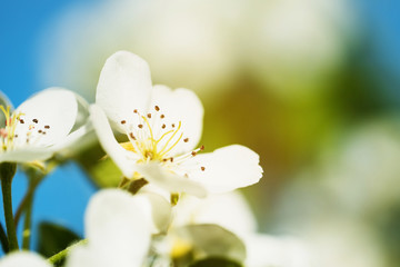 Fototapeta na wymiar Sunny spring blossom background. Blooming cherry, sakura or apple tree on sunny day. Beautiful flowering springtime border with copy space. Abstract blurred nature background. Spring flowers macro