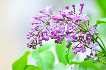 Lilac flowers. Spring flowers. Lilac with green leaves. Water drops on the petals of flowers.