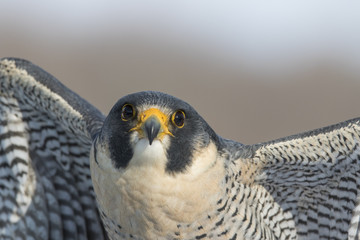 peregrine falcon portrait