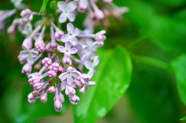Fototapeta na wymiar Lilac flowers. Spring flowers. Lilac with green leaves. Water drops on the petals of flowers.