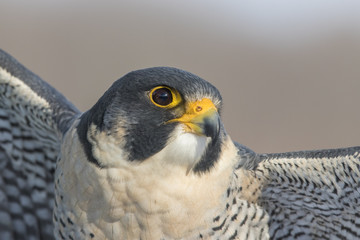 peregrine falcon portrait