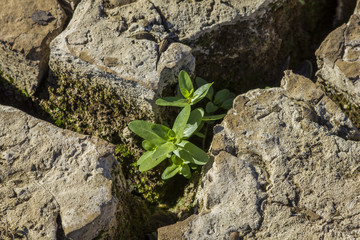 Hope