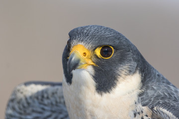 peregrine falcon portrait
