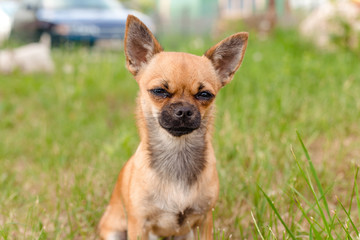 brown Chihuahua sitting outside in the grass