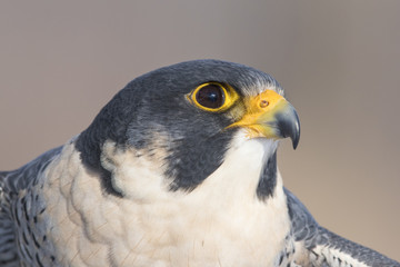 peregrine falcon portrait