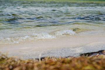 a wild beach and a pigeon sea water on a lovely sunny day